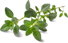 Thyme decoration